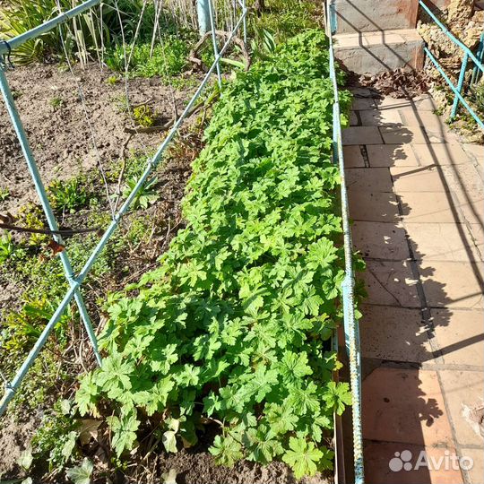 Герань садовая зимостойкая