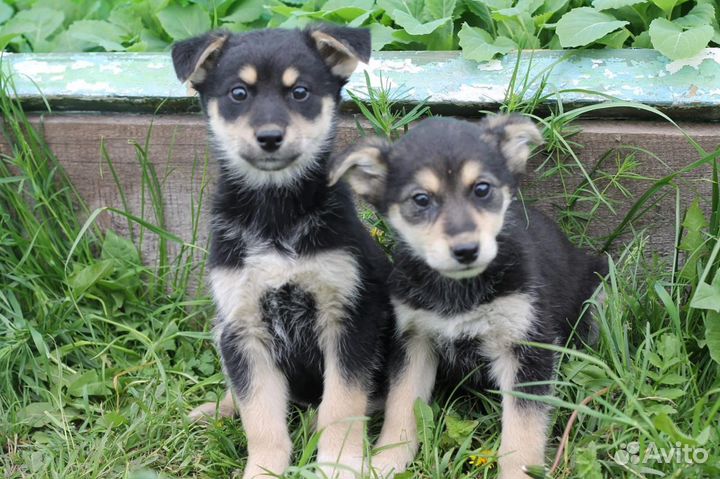 Щенки