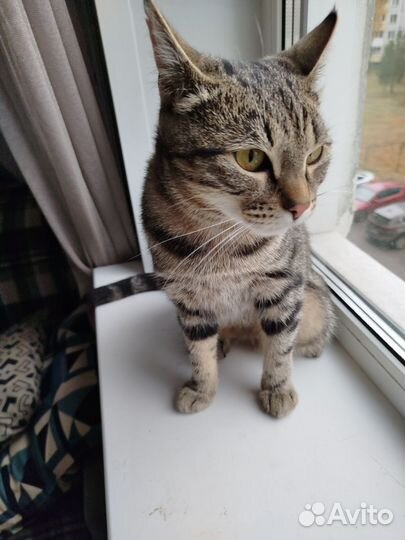 Кошка ищет дом