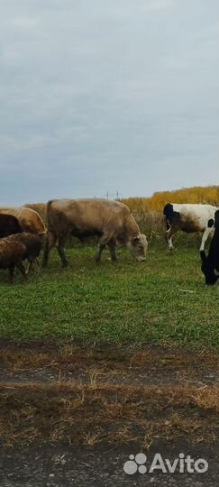 Продам быков