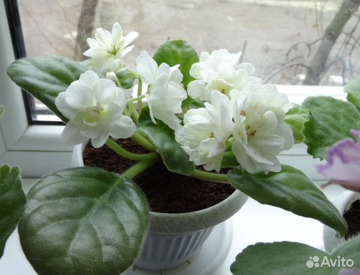 Фиалки сортовые