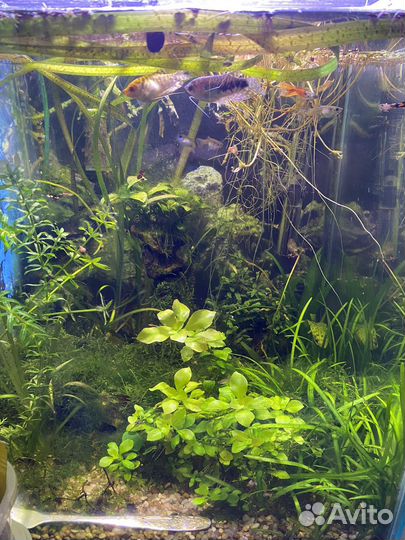 Аквариум на 50 литров