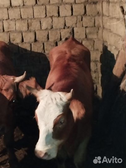 Мясо говядина