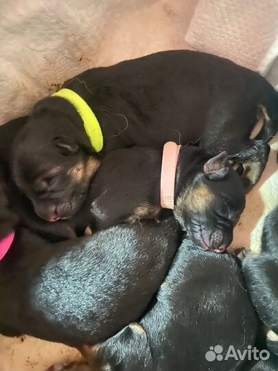 Щенки немецкой овчарки