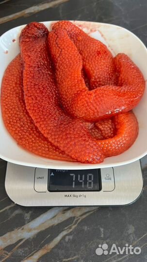 Живая форель икрянная