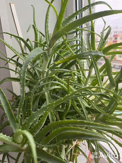 Алоэ лечебный