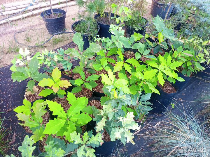 Уникальное дерево - Дуб Канадский красный саженцы