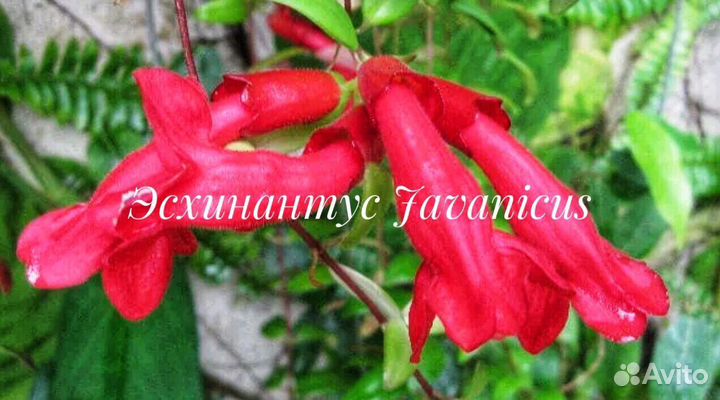 Колумнея,Эсхинантус