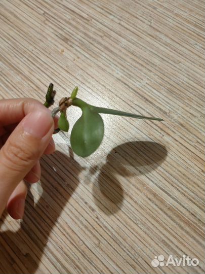 Орхидея фаленопсис mini