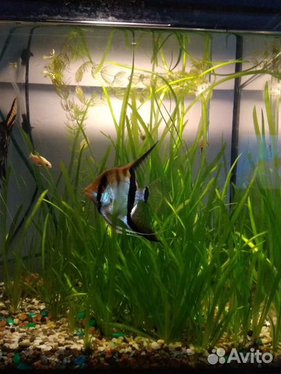 Аквариумные растения водоросли