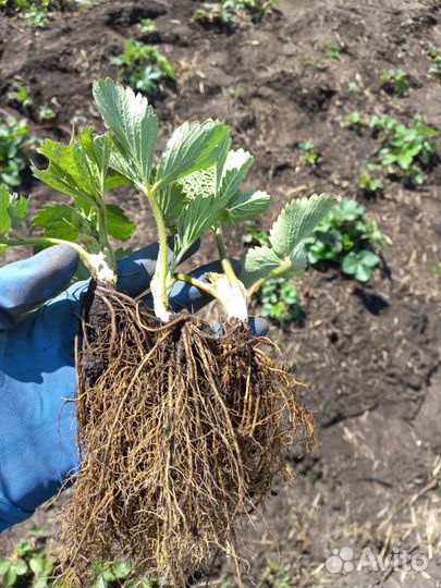 Саженцы клубники азия клери фестивальная