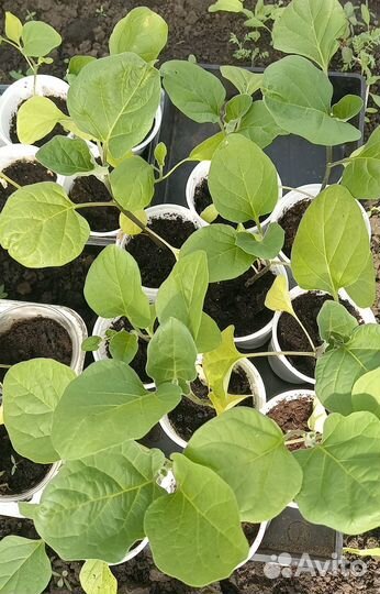 Рассада томатов, перцев, баклажан