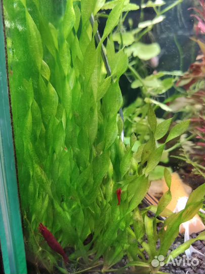 Набор растений+цветные креветки