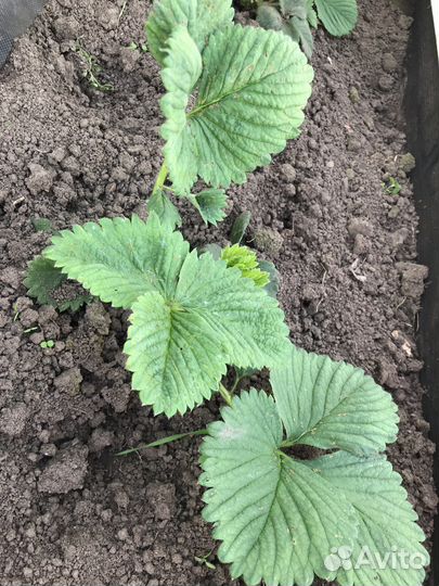 Рассада клубники