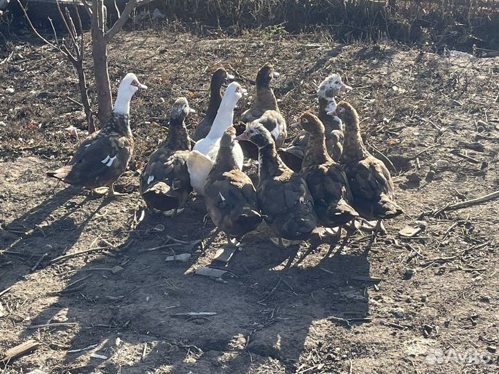 Уточки шипуны