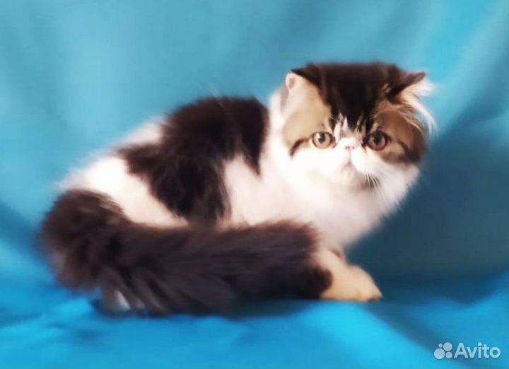 Персидский котенок
