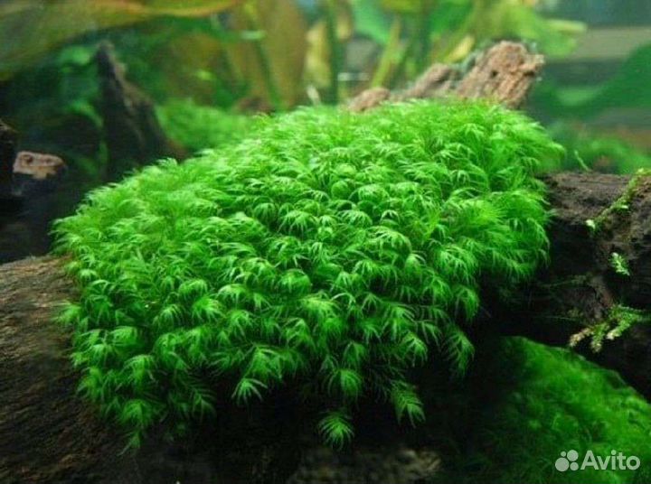 Растения для аквариума