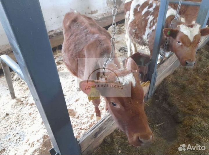 Бычки телята на откорм