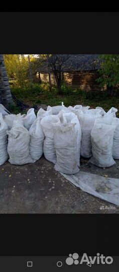 Семенной картофель