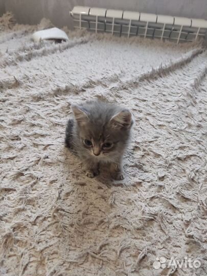Кошки в добрые руки
