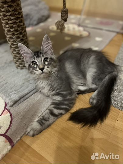 Кошечка