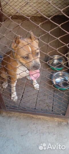 Передержка для собак