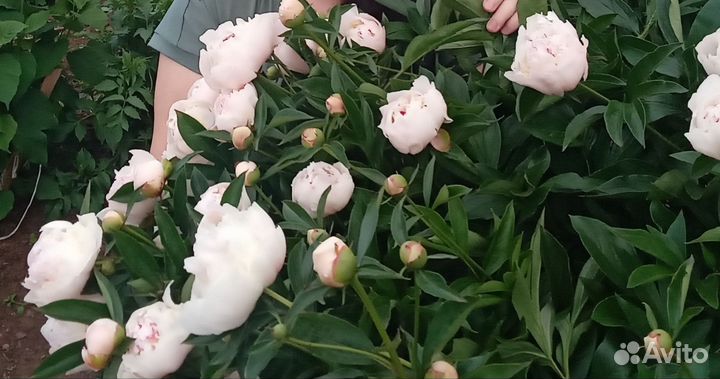 Пион ранний