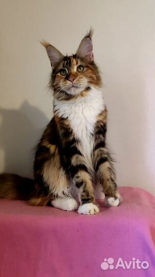 Черепашка шоу класса