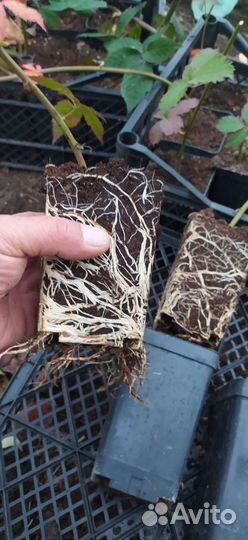 Саженцы бесшипной ежевики