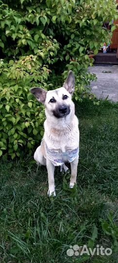 Собака в добрые руки отдам бесплатно