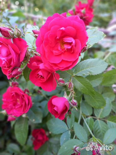 Продаются плетистые розы:бордовые,розовые,белые.Па