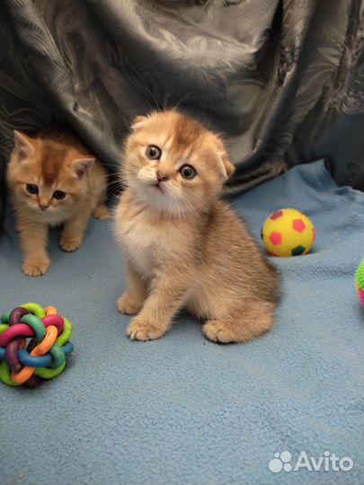 Шотландские котята