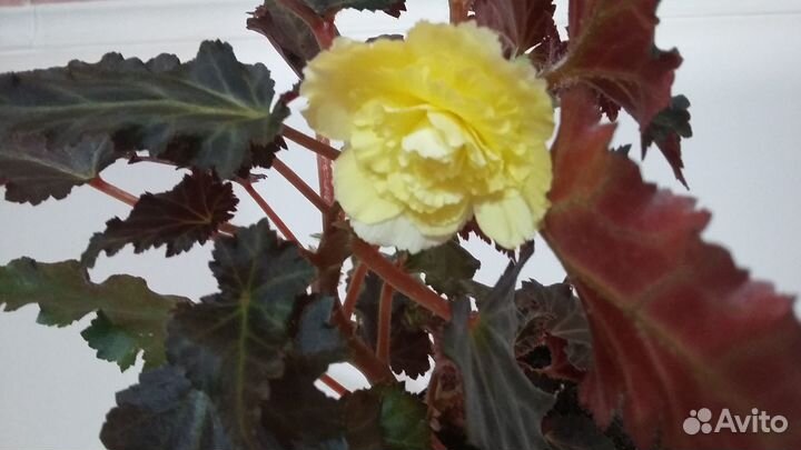 Бегония махровая