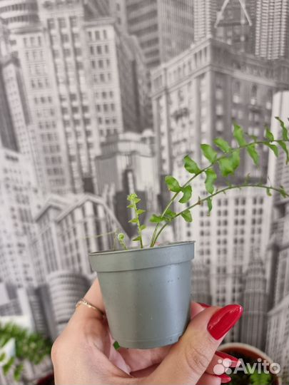 Папоротник нефролепис