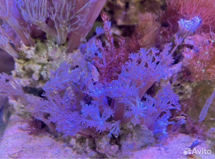 Кораллы в морской аквариум