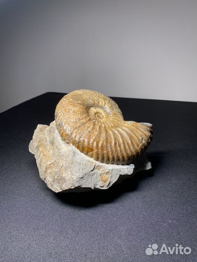 Окаменелости аммониты