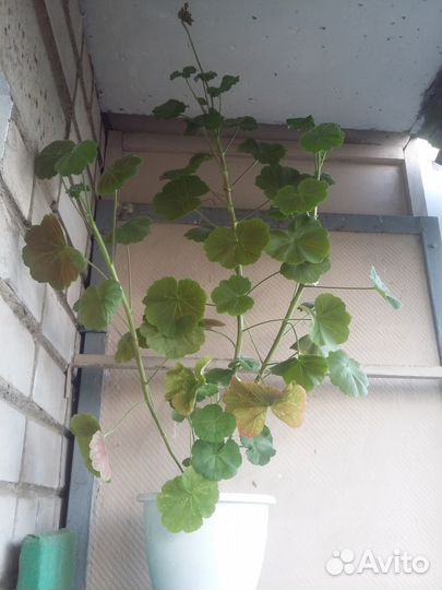 Пеларгония (герань)