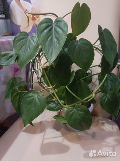Филодендрон