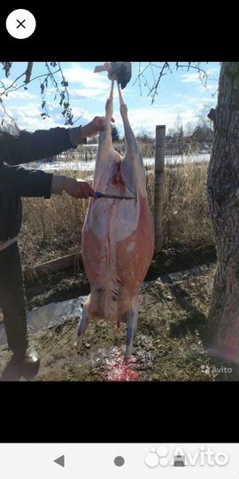 Продам бараны пароды Куйбышевский