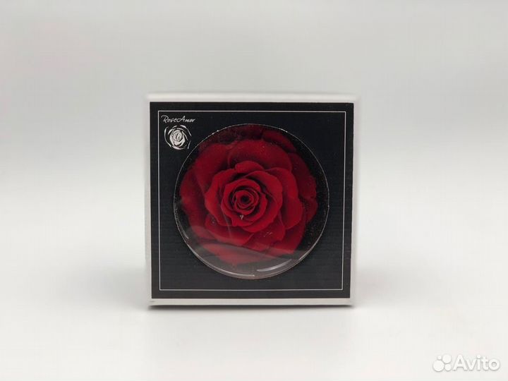 Роза бутон Бонита