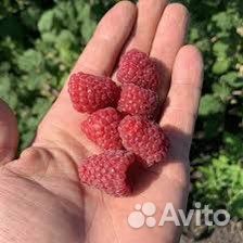 Малина Карамелька