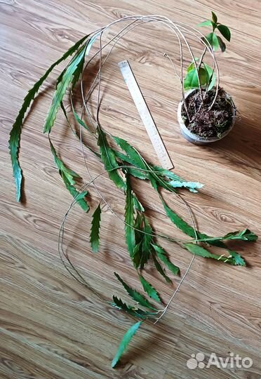 Комнатные домашние растения