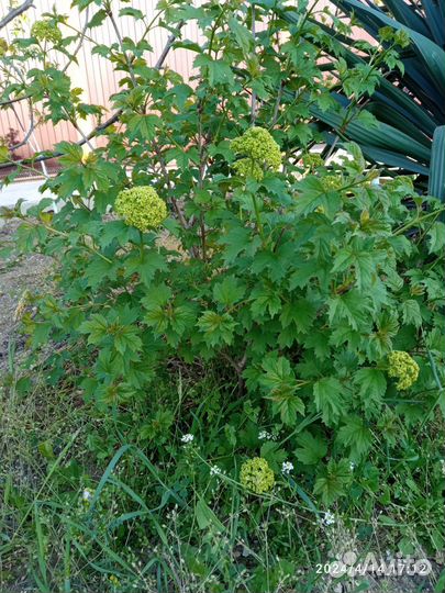 Саженцы калины