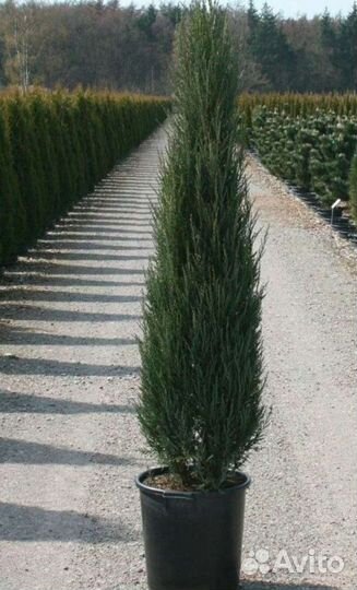 Можжевельник блю эрроу