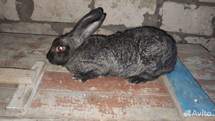 Кролики самки