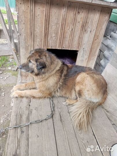 Буян ищет дом