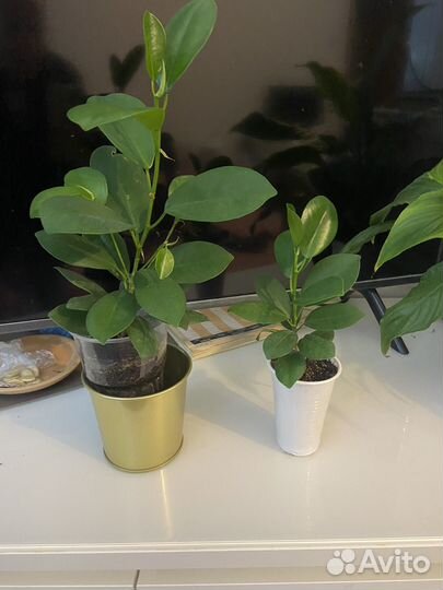 Фикус микрокарпа Мокламе