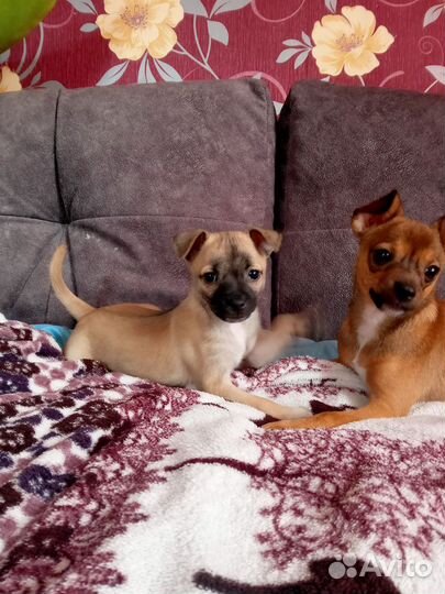 Щенок той терьер