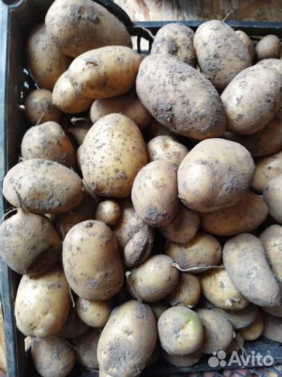 Семенной Картофель элита,80 сортов