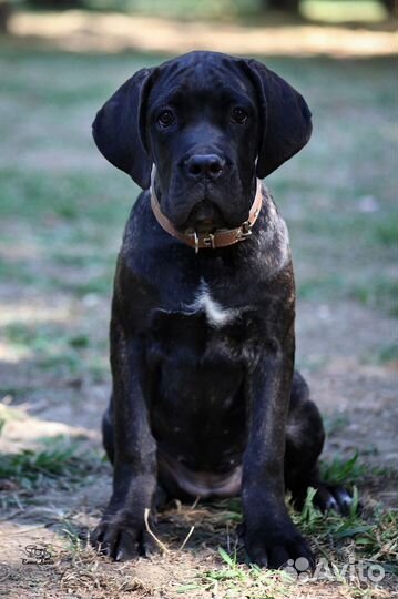 Щенки Кане-Корсо Сочи
